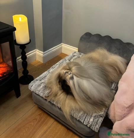 Pekingese dogs Kc registered Pekingese for stud duties in Truro - Advert 4