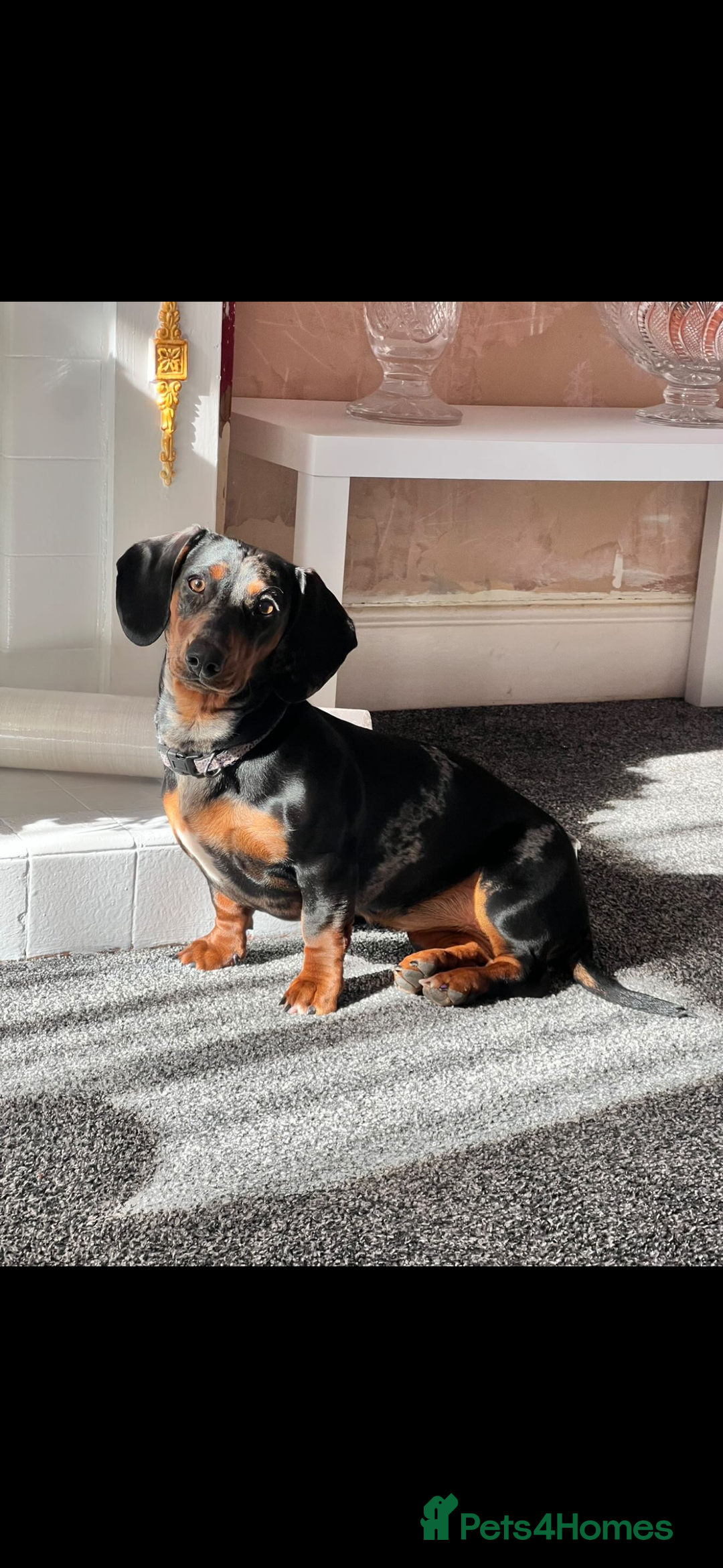 Dachshund dogs for sale: Dachshund puppies for sale - Advert 3
