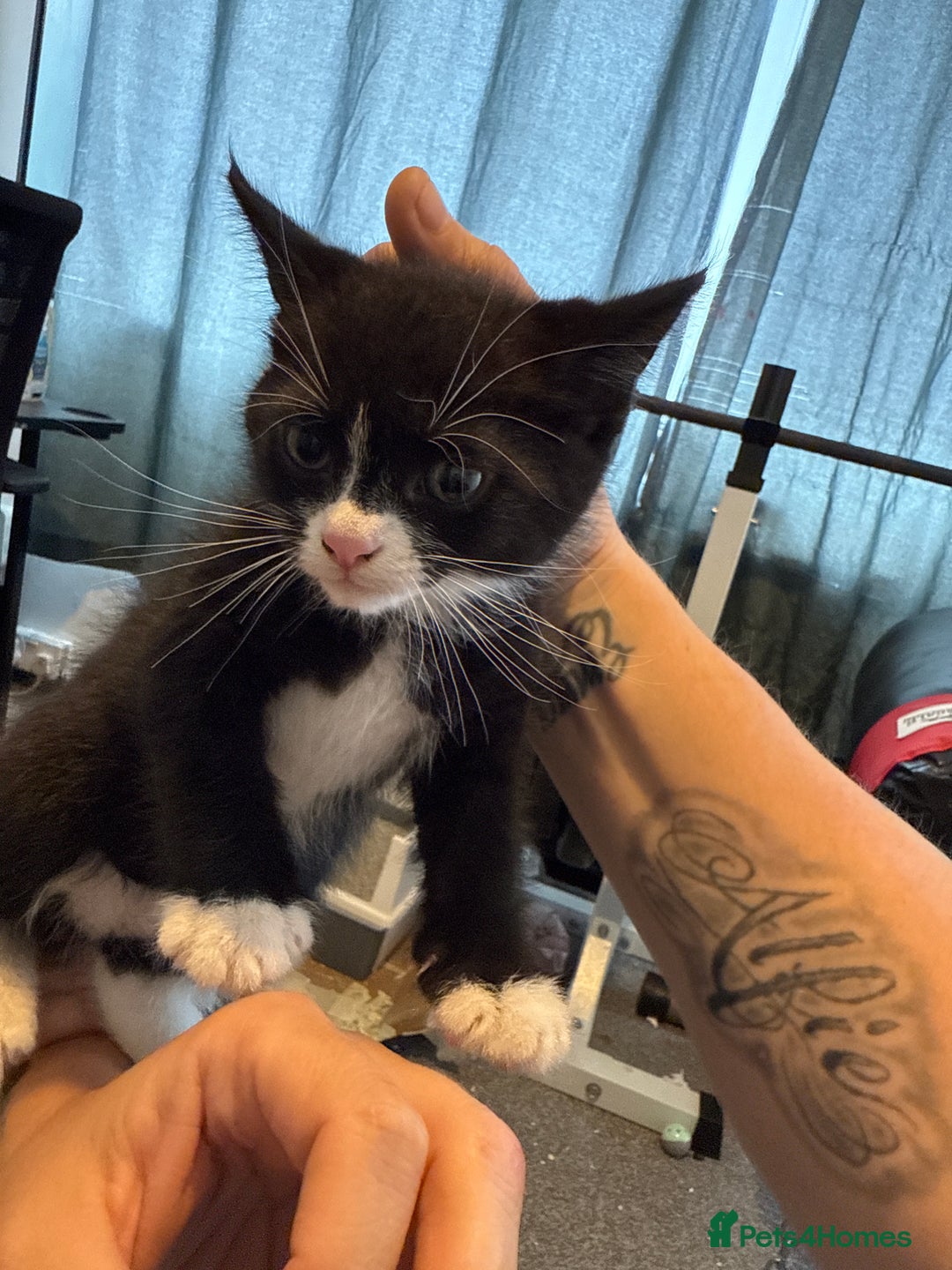 British Shorthair cats for sale: Kittens black and white  - Image 12