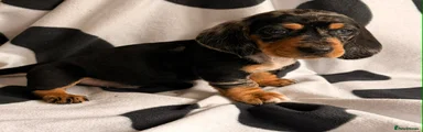 Dachshund Puppy 2