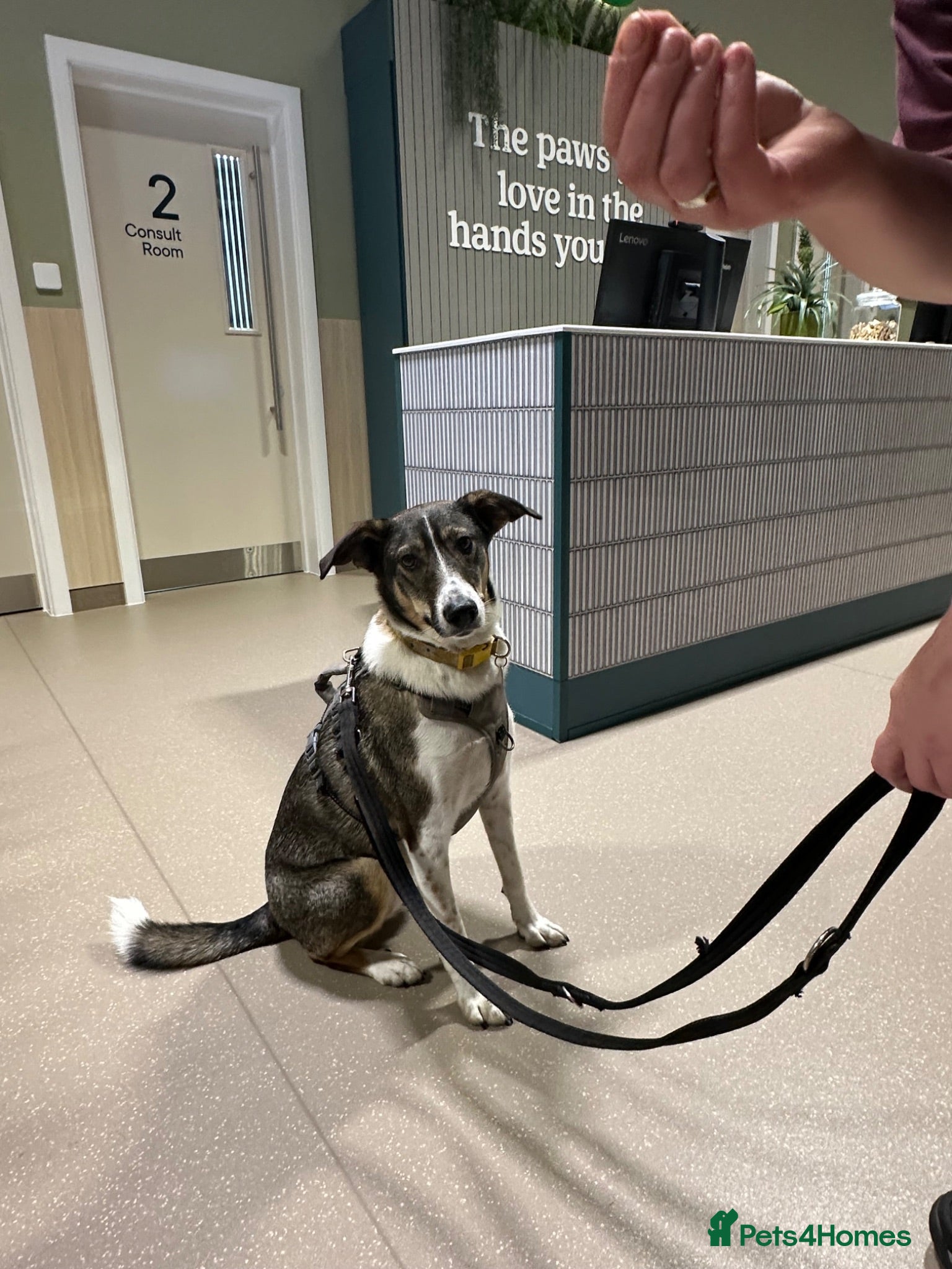 Mixed Breed dogs Marble seeks forever home - Advert 3