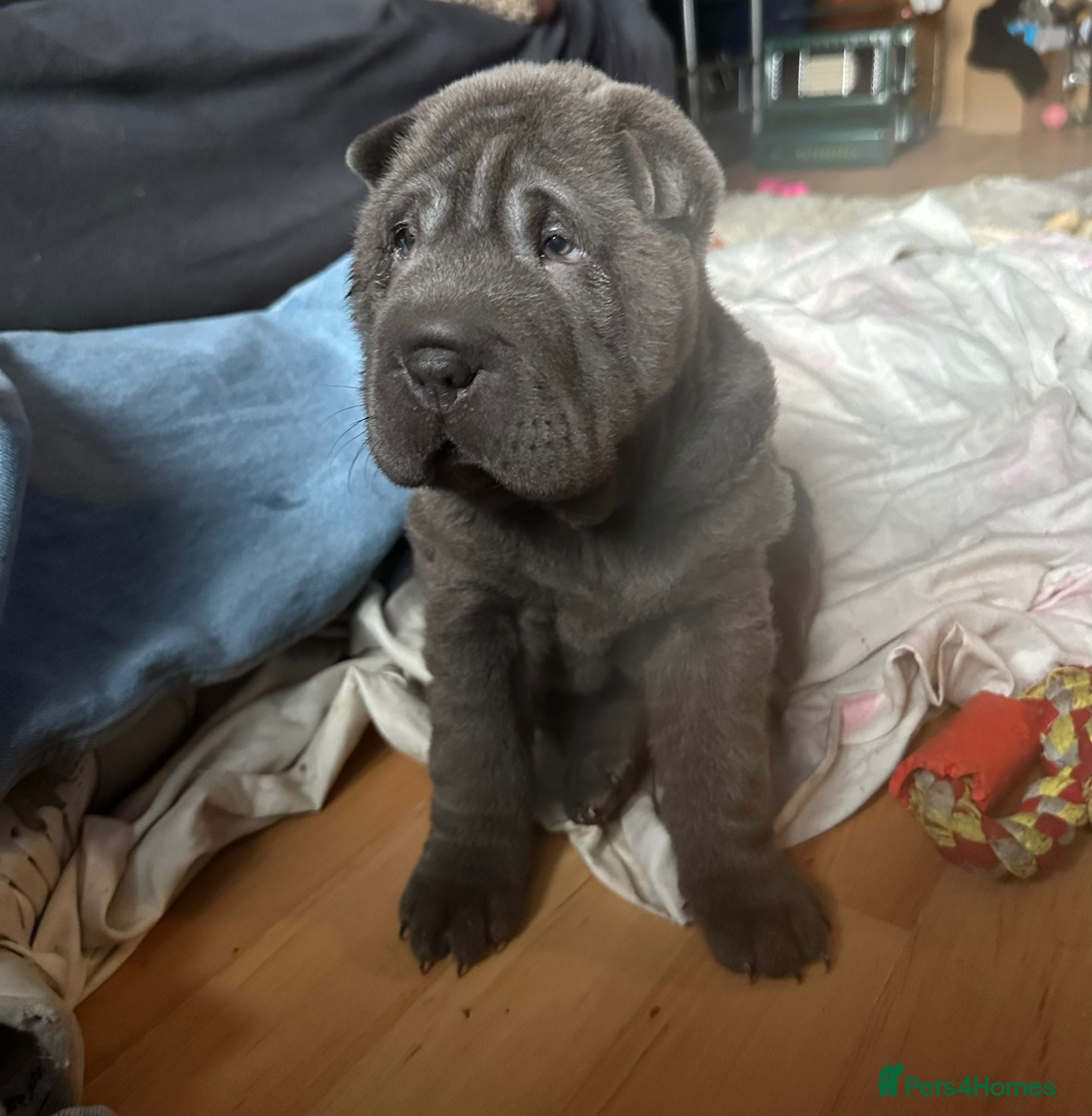 Shar Pei dogs Shar-Pei puppies for sale - Advert 14