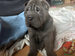 Shar Pei dogs Shar-Pei puppies for sale - Advert 14