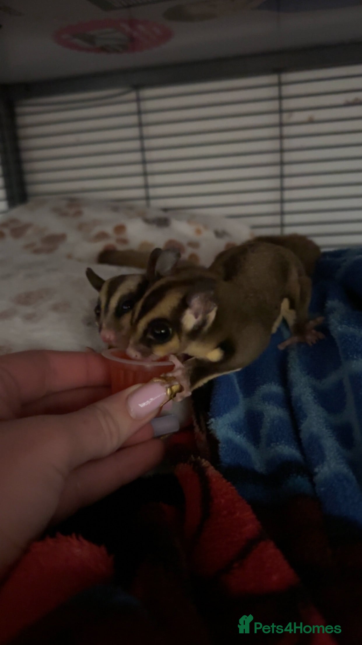 Sugar Glider rodents 2 beautiful sugar gliders  - Advert 1