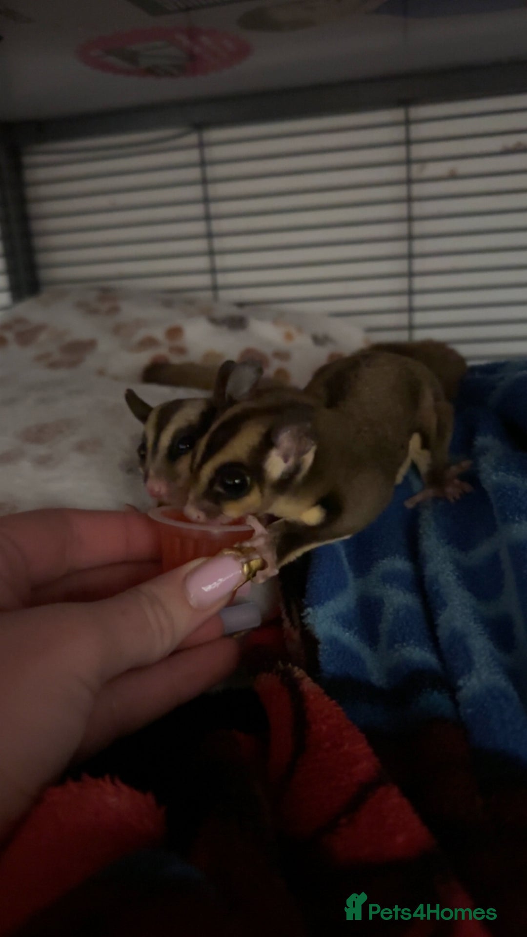 Sugar Glider rodents for sale: 2 beautiful sugar gliders  - Advert 1
