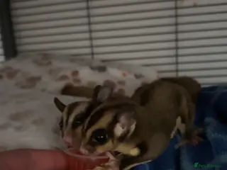 Sugar Glider rodents 2 beautiful sugar gliders - Advert 9