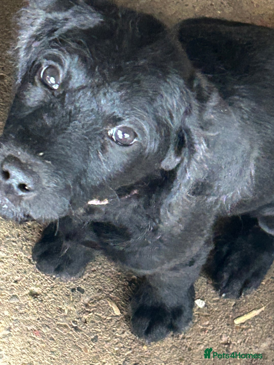 Labradoodle dogs for sale: Ready to go - Fantastic F1 Labradoodles (black) - Image 36
