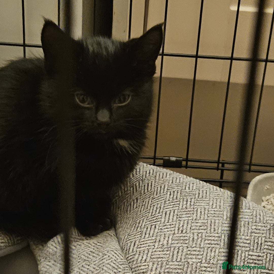 Mixed Breed cats for sale: Farm kitten Black 8 weeks old - Advert 1