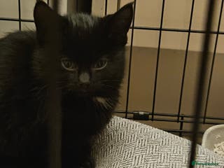 Mixed Breed cats Farm kitten Black 8 weeks old - Advert 1