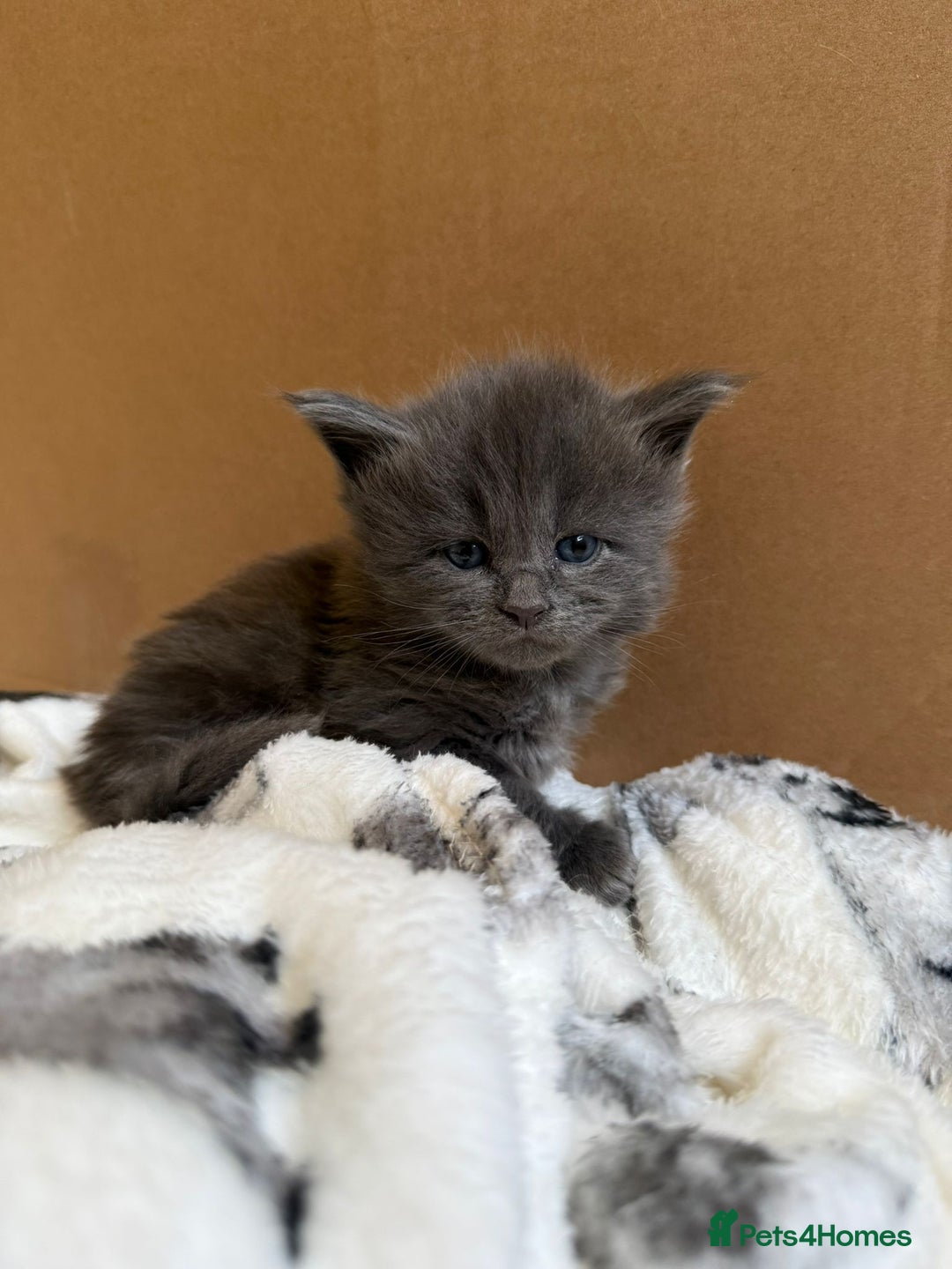 Maine Coon cats for sale: Pedigree Tica Russian Import line Maine Coons - Advert 9