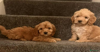 Cockapoo dogs Ready to go adorable cockapoo puppies  - Advert 13