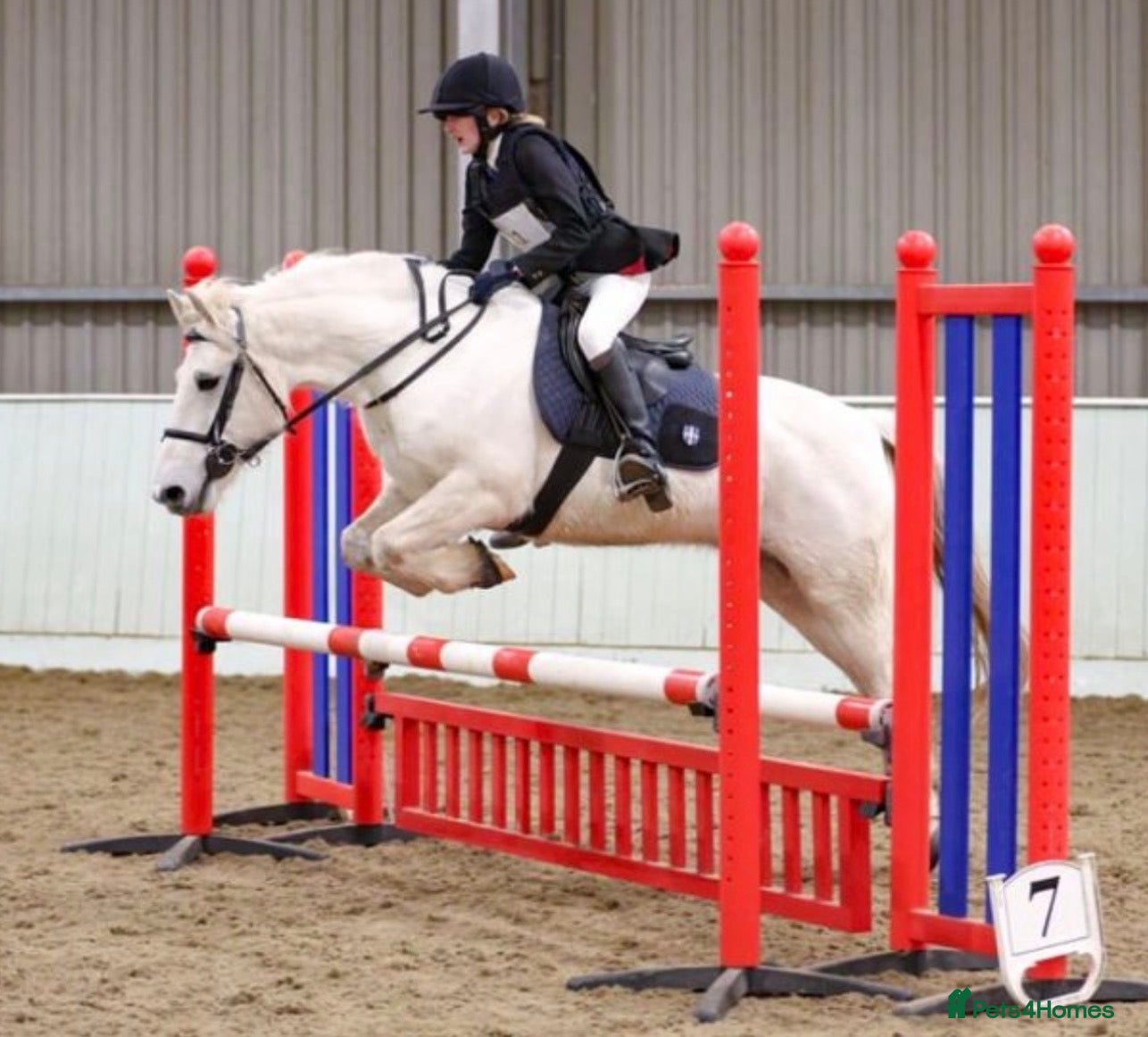 Connemara horses Lance The Legend - Advert 5