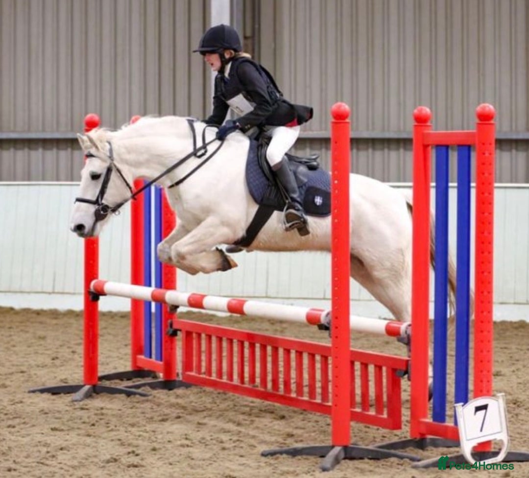 Connemara horses for sale: Lance The Legend - Advert 1