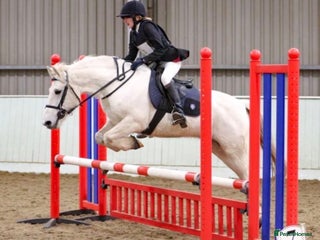 Connemara horses Lance The Legend - Advert 1