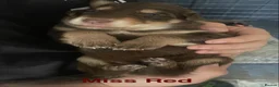 German Shepherd dogs for sale: Straight-Back German Shepherd Puppies  - Advert 12