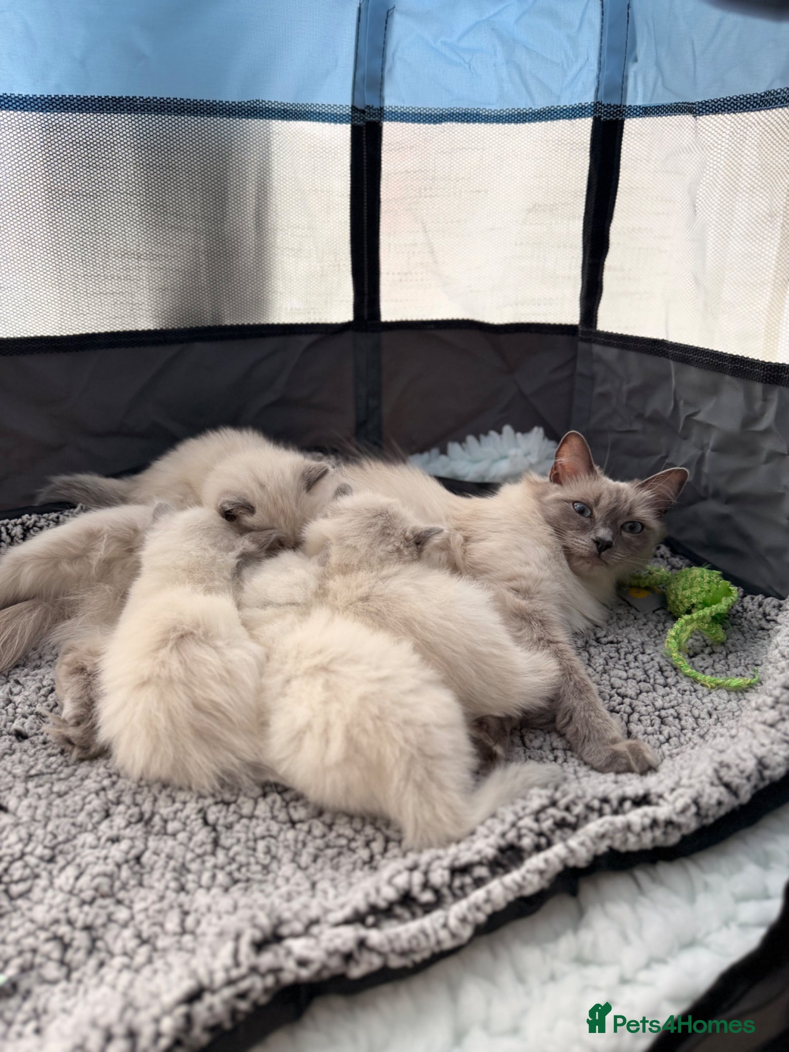 Ragdoll cats Gorgeous Blue Point Ragdoll Kittens Available  - Advert 10
