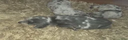 Miniature Dachshund dogs for sale: Dappled miniature smooth dachshund babies  - Advert 24