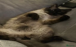 Ragdoll cats for sale: Ash ragdoll male - Image 4