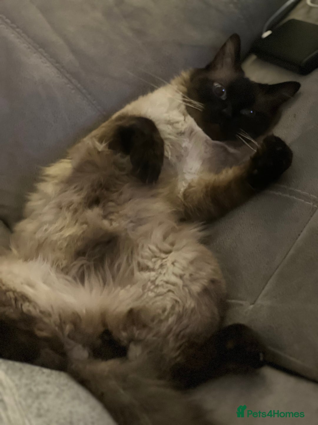 Ragdoll cats for sale: Ash ragdoll male - Image 4
