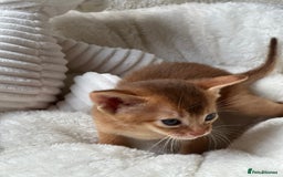 Abyssinian cats for sale: 🏆🥇🏵️Top Quality Champion Lines Abyssinian - Image 18
