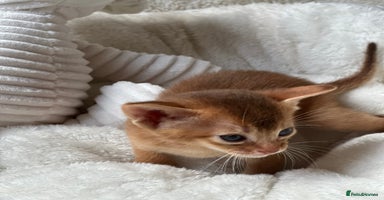 Abyssinian cats - Advert 4