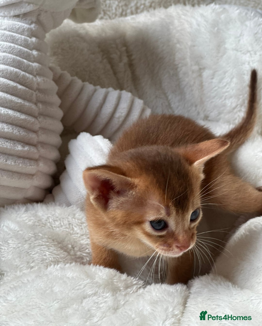 Abyssinian cats for sale: 🏆🥇🏵️Top Quality Champion Lines Abyssinian - Image 18