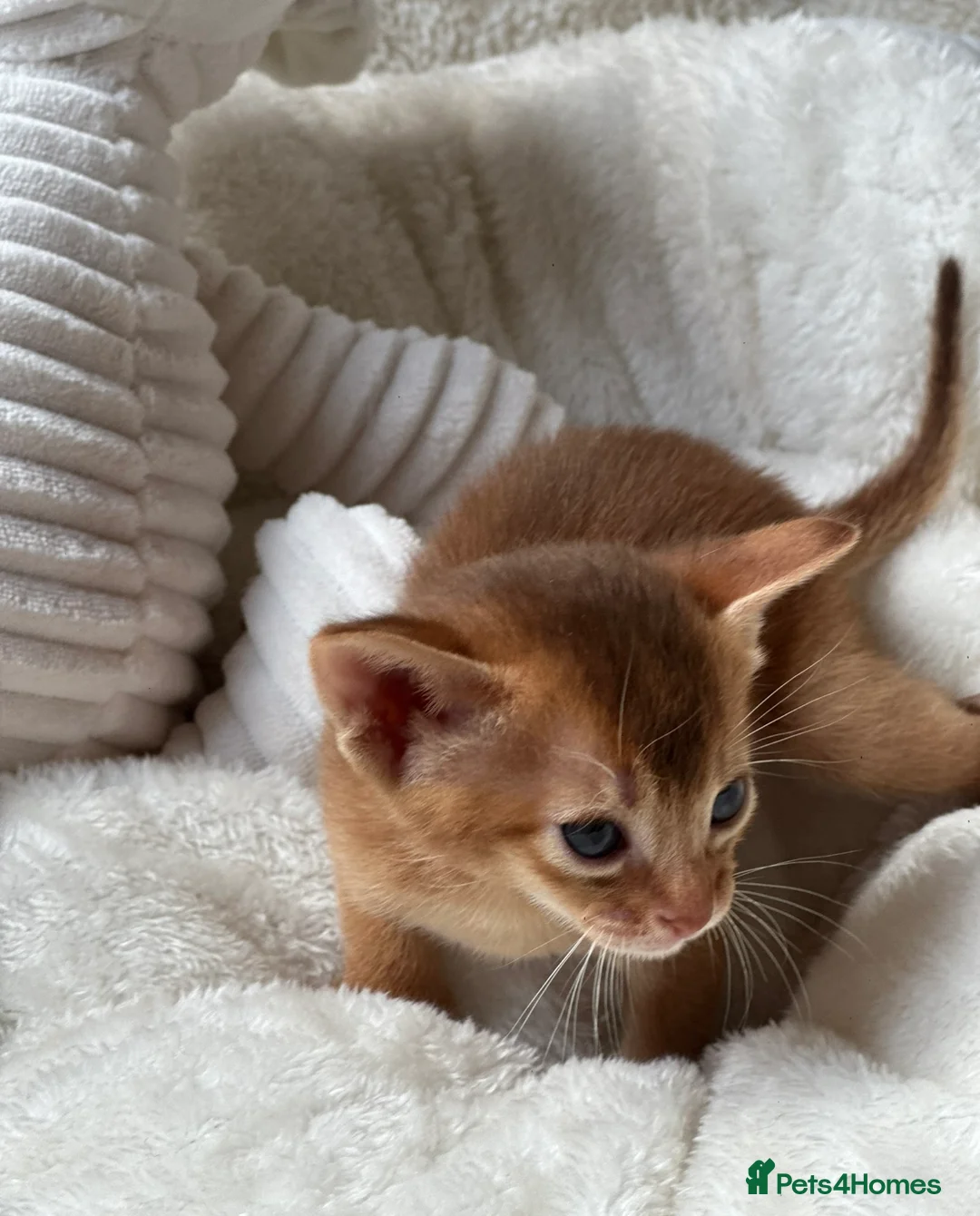 Abyssinian cats for sale:  🏆🥇🏵️Top Quality Champion Lines Abyssinian  - Advert 9