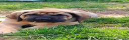 Mastiff dogs for sale: LAST BOY !! Mastiff puppies  - Advert 9
