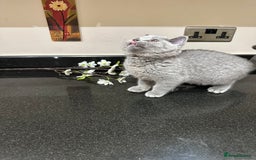 British Shorthair cats for sale: Blue British Shorthair registered Full Pedigree  - Image 14