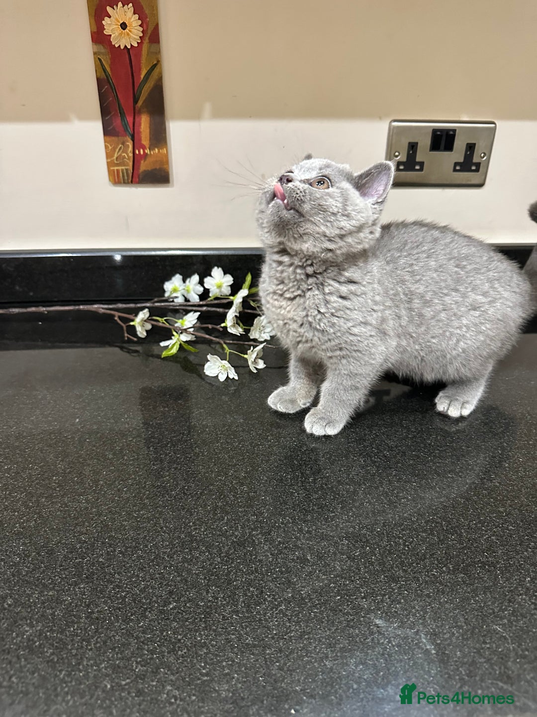 British Shorthair cats for sale: Blue British Shorthair registered Full Pedigree  - Image 14