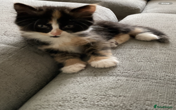 Mixed Breed cats for sale: Beautiful kittens tuxedo tabby & calico - Image 4