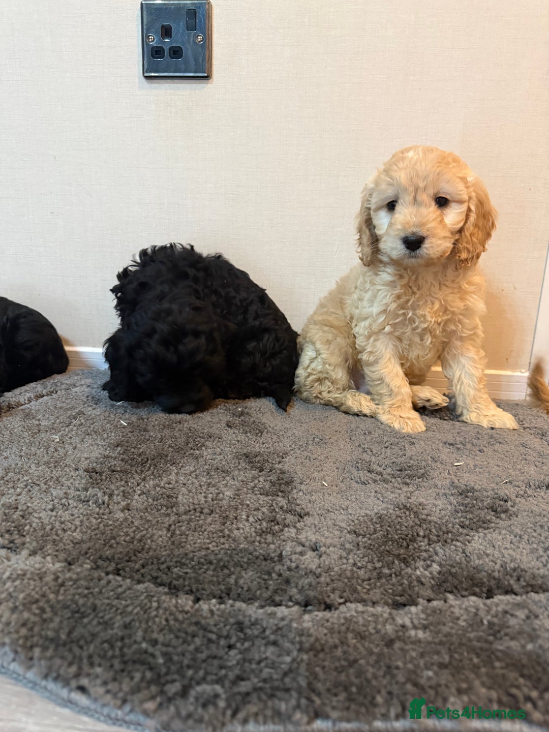 Cockapoo dogs for sale: Cockapoo puppies - Advert 27
