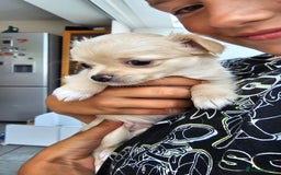 Chihuahua dogs for sale: Chihuahua long haired xs - Image 14