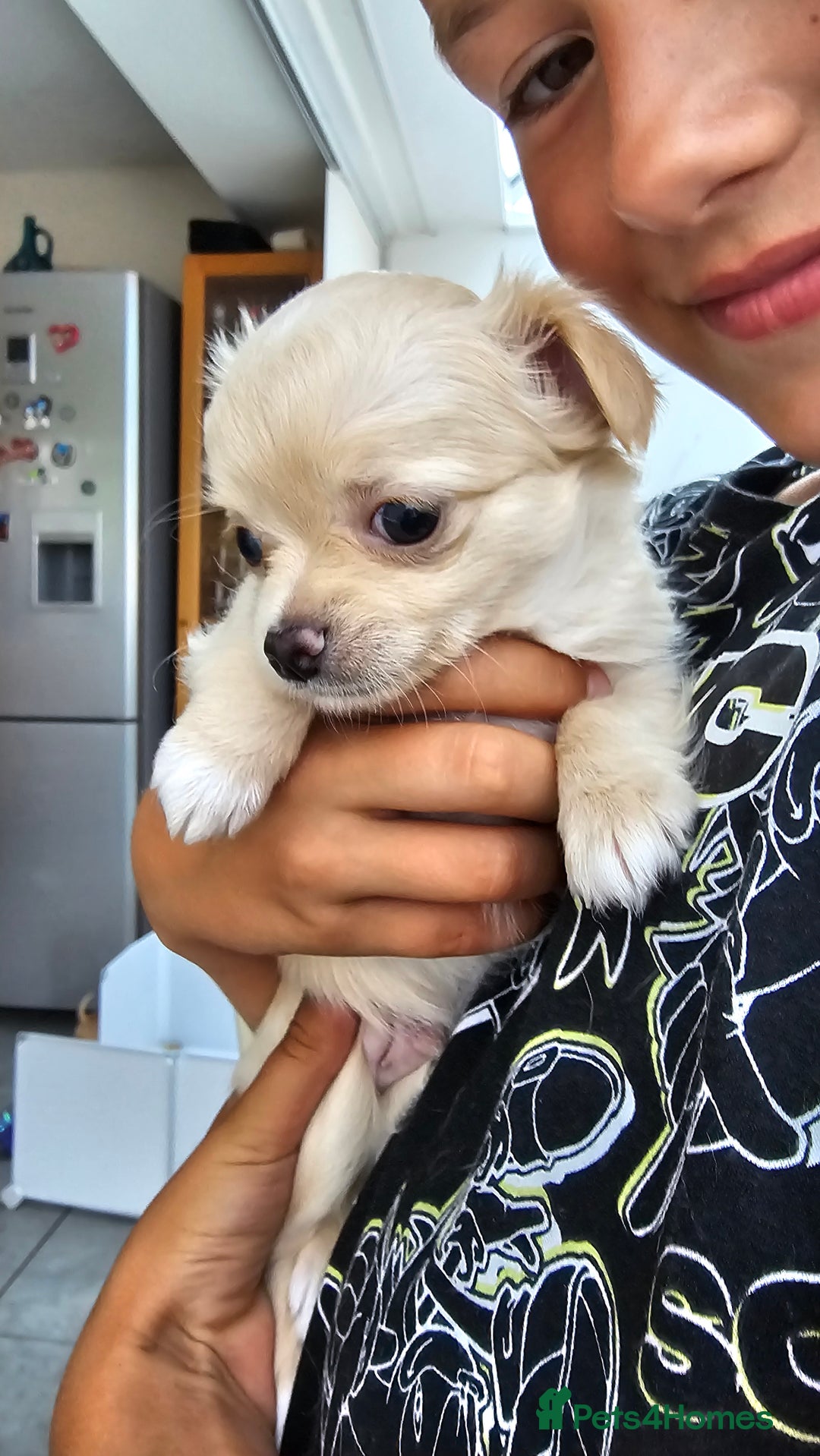 Chihuahua dogs for sale: Chihuahua long haired xs - Image 14