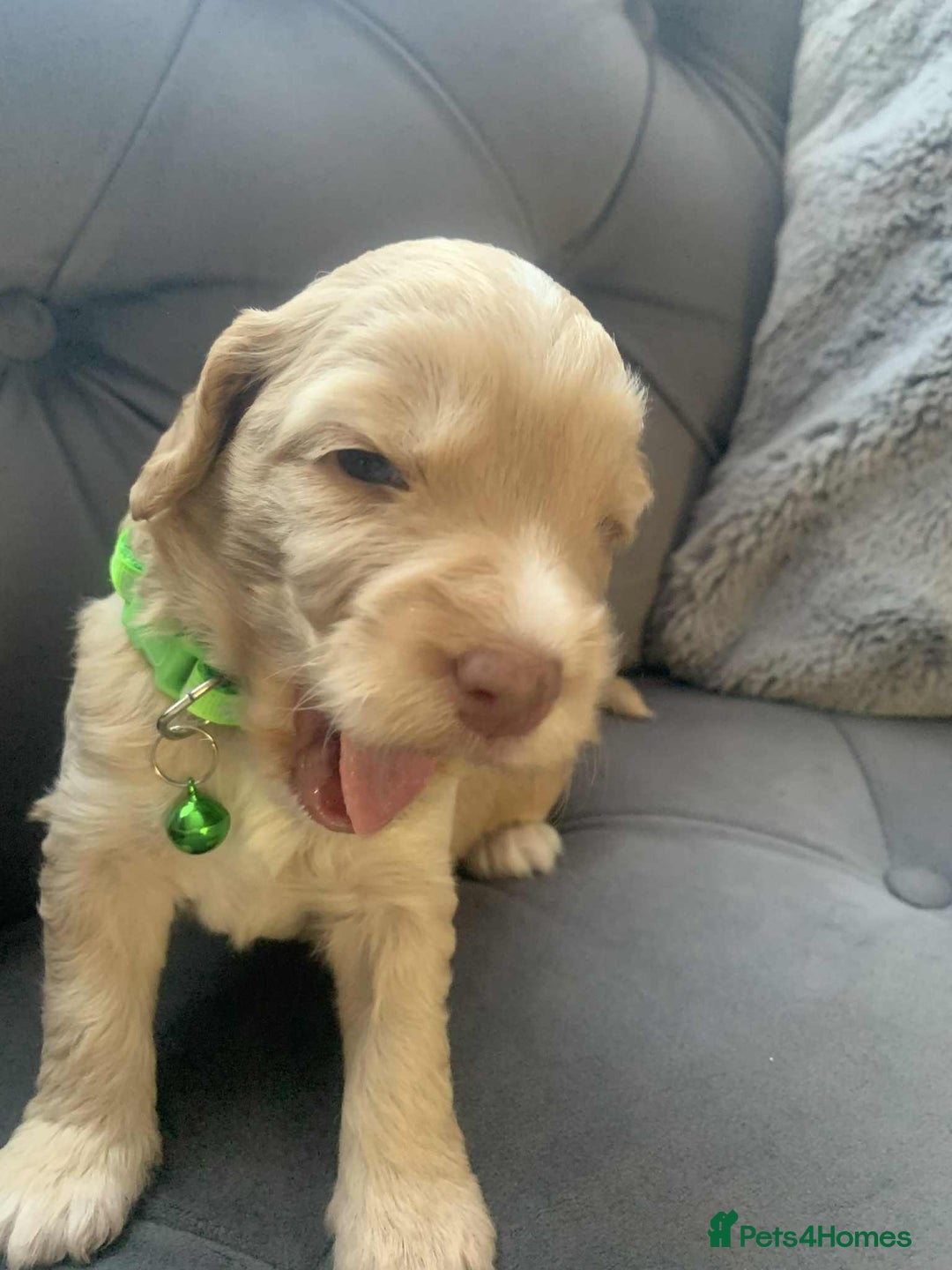 Cockapoo dogs for sale: Cockapoo Lovley Puppies  - Image 20
