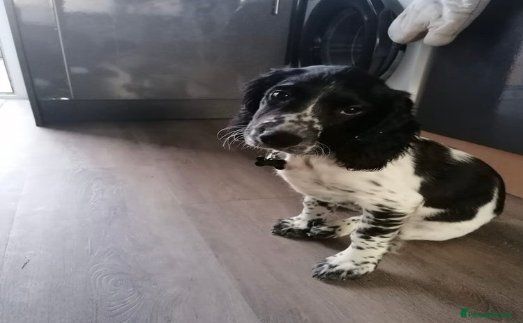 Sprocker dogs - Advert 1