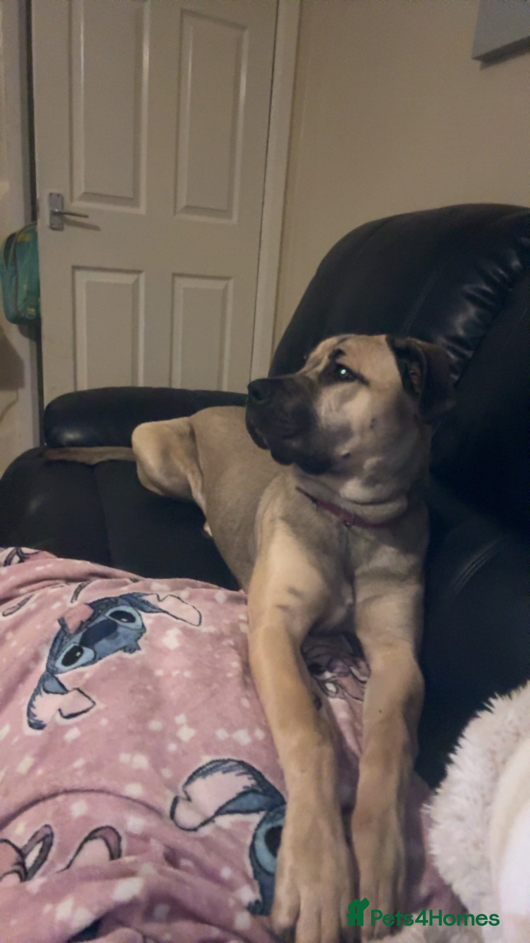 Mixed Breed dogs for sale: Narla  - Advert 1