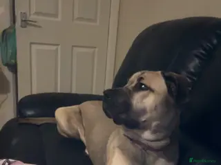 Mixed Breed dogs Narla - Advert 3