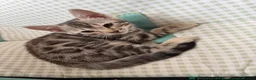 Bengal cats for sale: BEAUTIFUL BABY BENGALS FOR SALE  - Advert 5