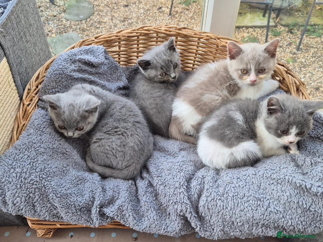 British Shorthair cats for sale: Stunning BSH kitten GCCF Reg Champion sired - Advert 23