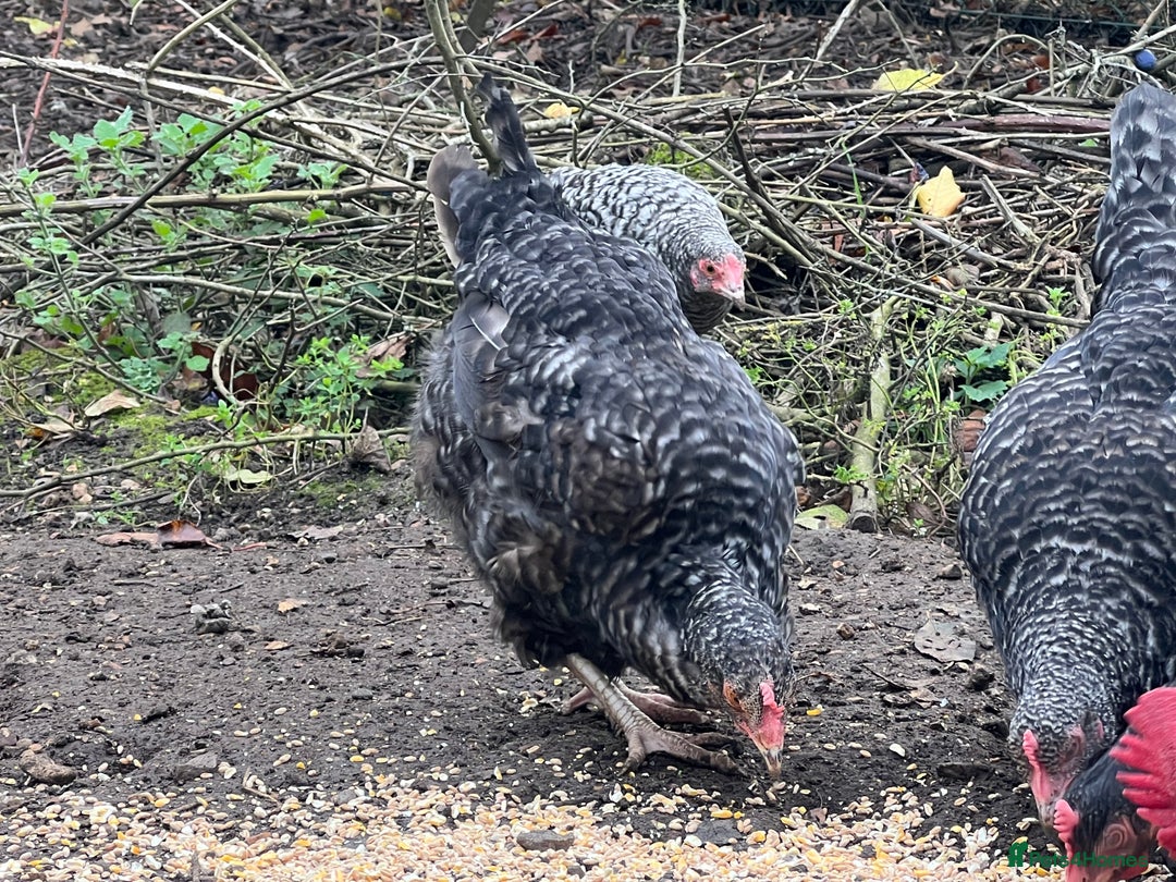 Chickens poultry for sale: Purebred Maran chickens, 11 months old - Advert 6