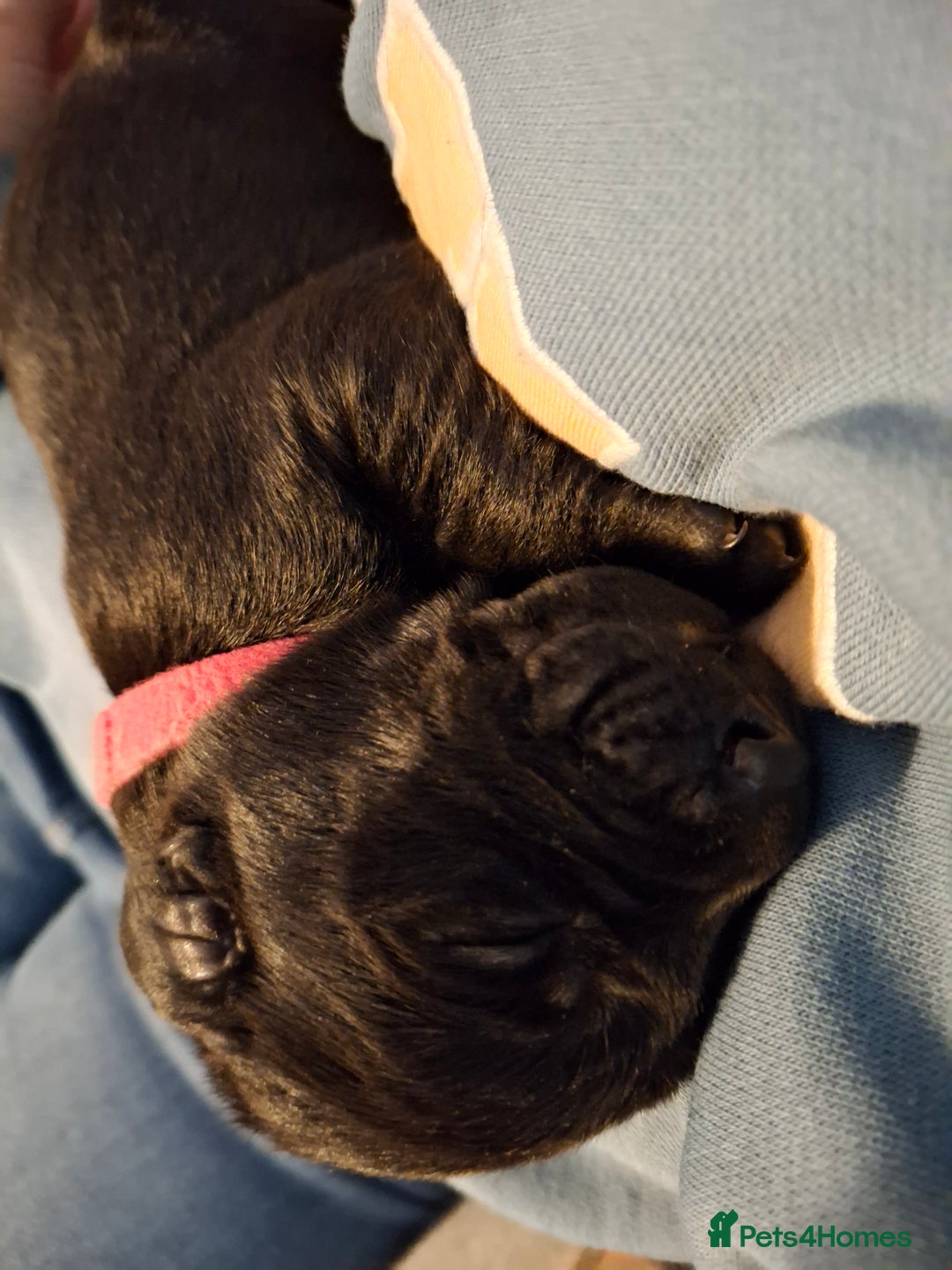 Labrador Retriever dogs for sale: Black labrador puppies - Advert 10