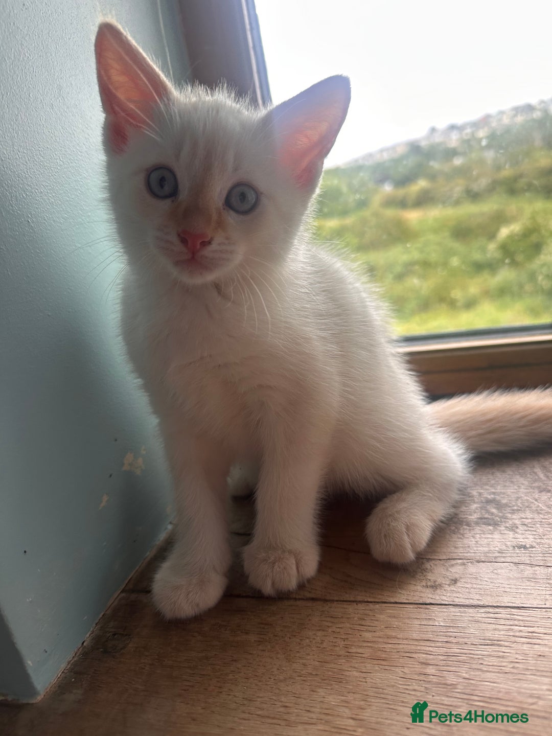 Mixed Breed cats for sale: Male Kitten for sale!  - Image 1