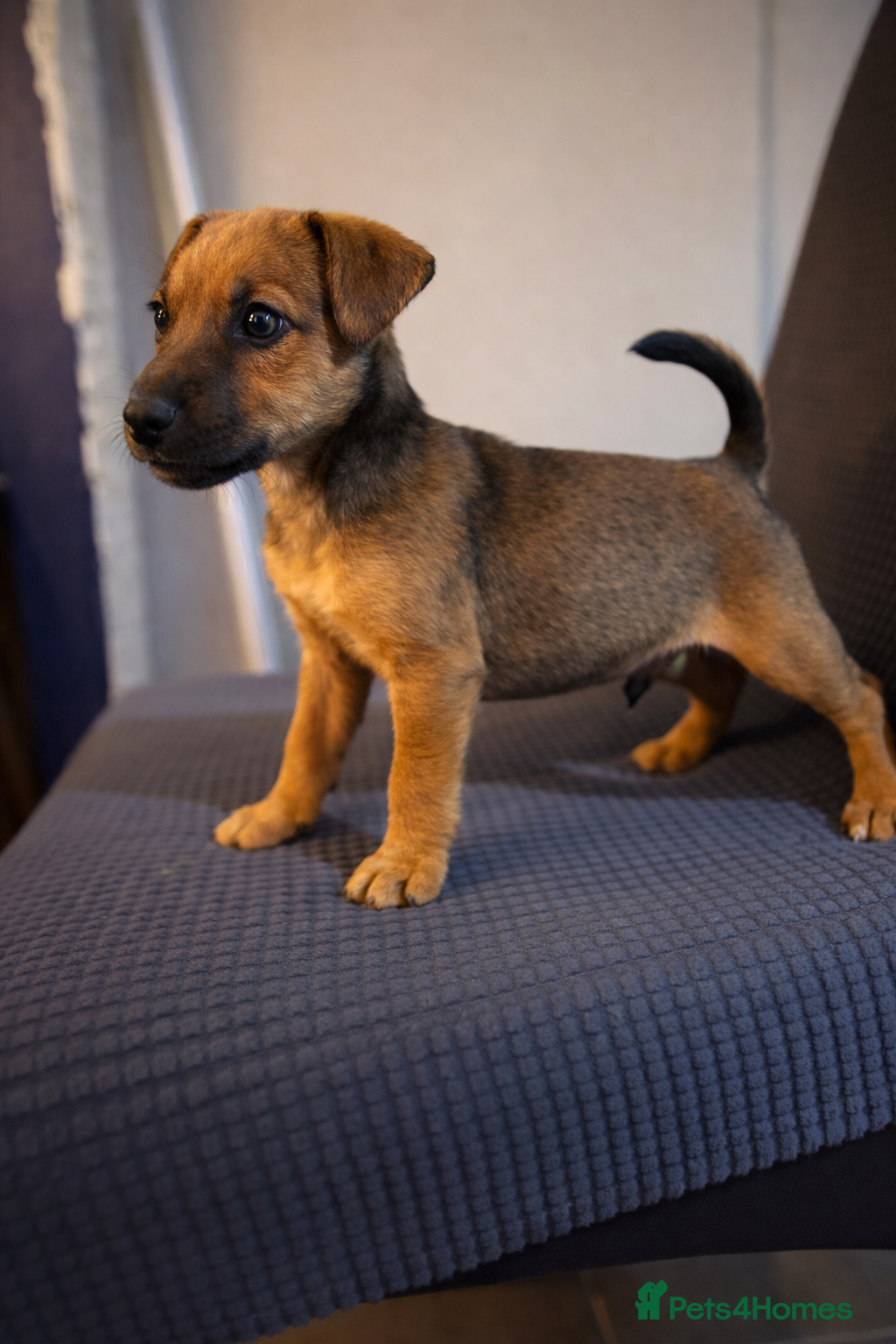 Mixed Breed dogs 6 Lakeland x Russell puppies  - Advert 9