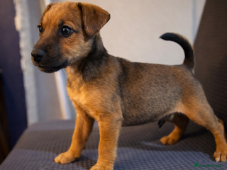 Mixed Breed dogs 6 Lakeland x Russell puppies - Advert 9