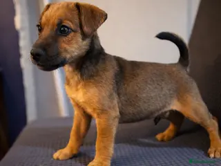 Mixed Breed dogs 6 Lakeland x Russell puppies - Advert 10