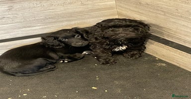 Cockapoo dogs - Advert 2