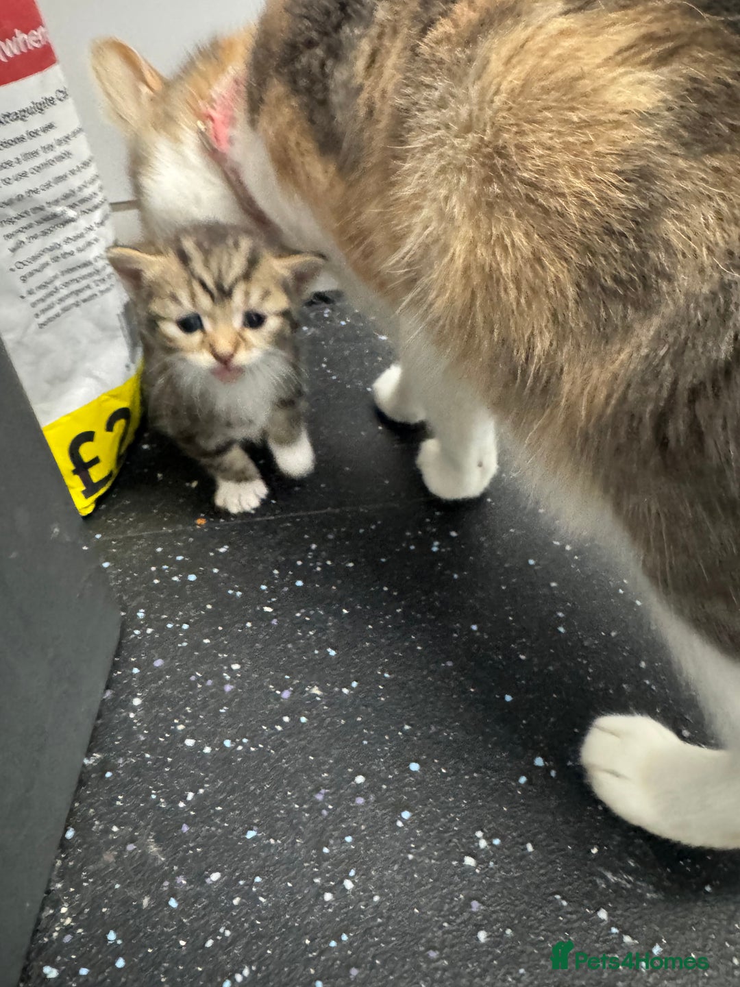 British Shorthair cats for sale: Beautiful fluffy kittens  - Advert 19