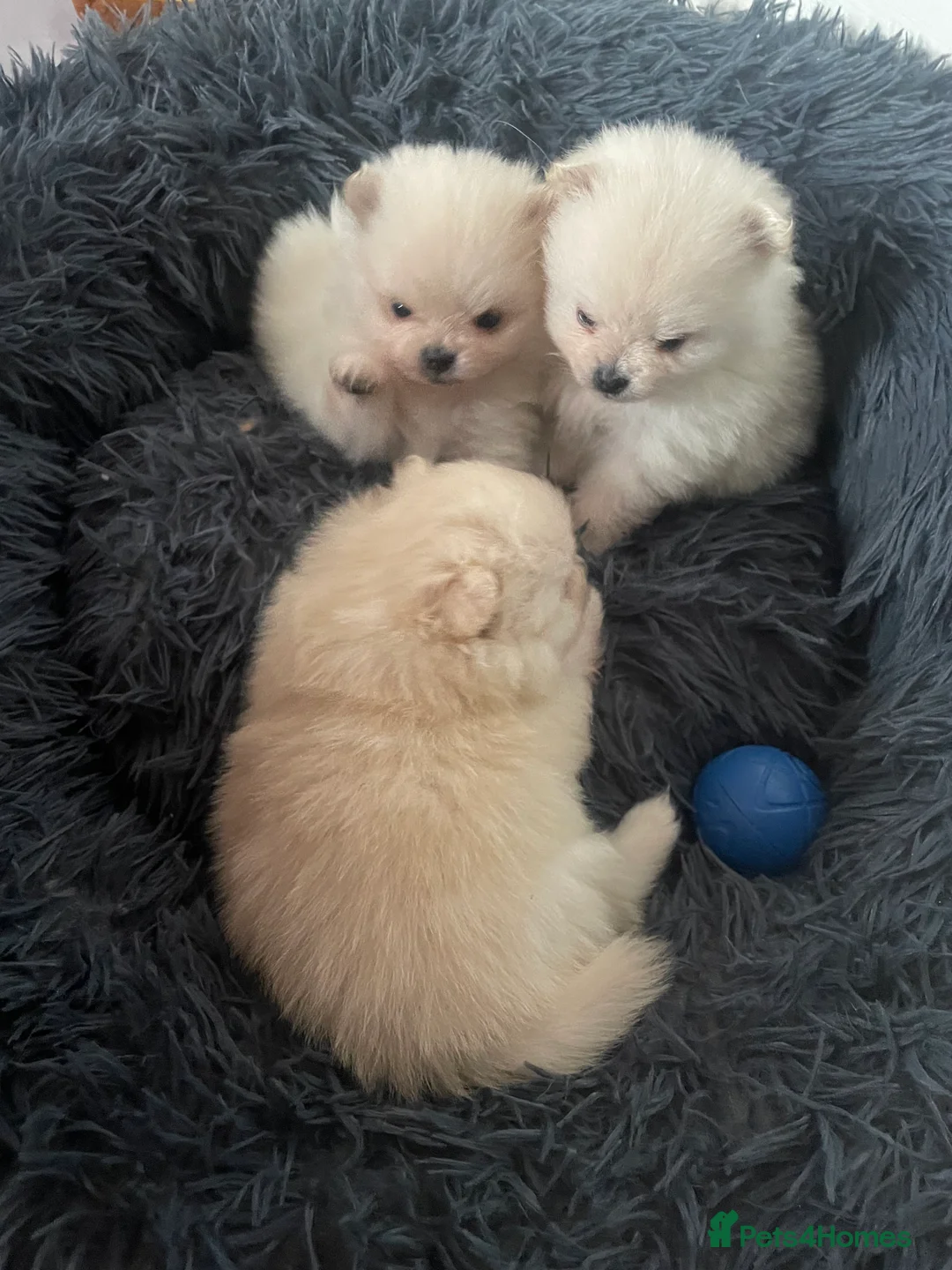 Pomeranian dogs for sale: White KENNEL CLUB Registered CHAMPION Bloodlines - Advert 30