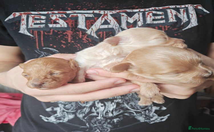 Maltipoo dogs - Advert 1